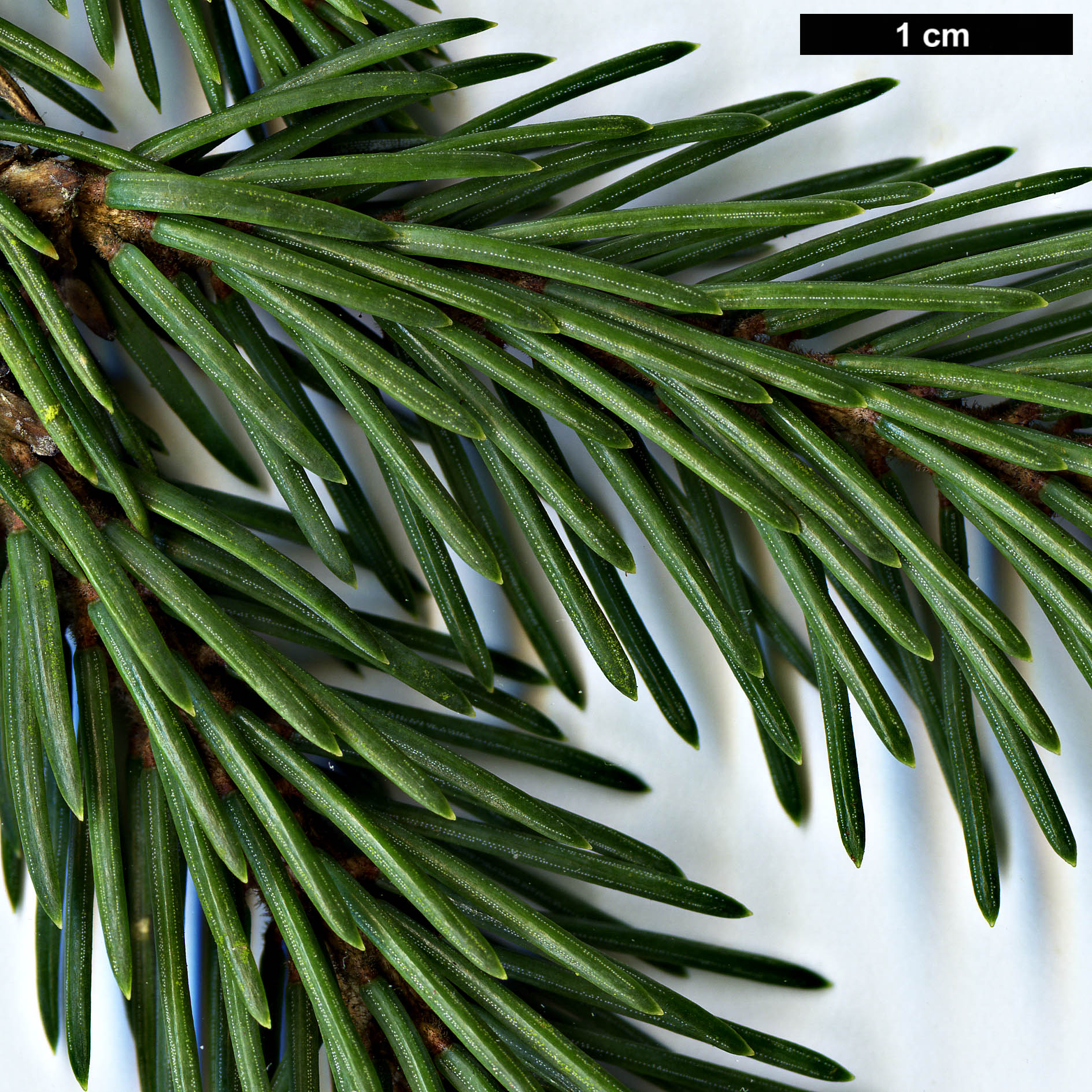 High resolution image: Family: Pinaceae - Genus: Picea - Taxon: likiangensis - SpeciesSub: var. rubescens